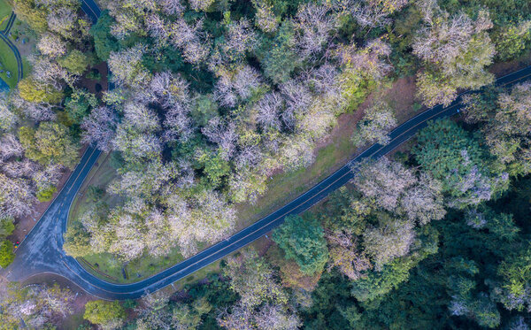 Deciduous forest and road near Sirikit Dam at Uttaradit province,Thailand, travel concept