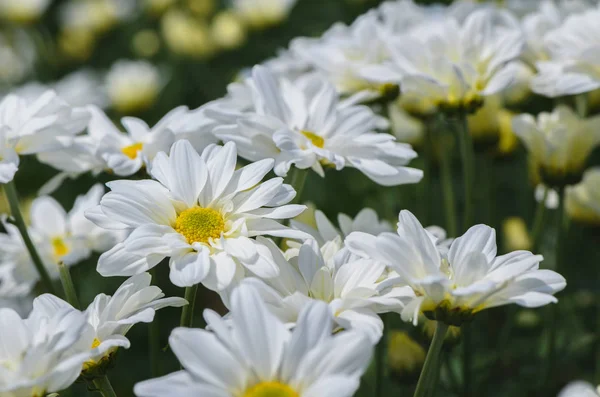 Geschlossen Von Weißen Chrysanthemenblüten Mit Gelbem Zentrum Schöne Dendranthemenblüte Hintergrund — Stockfoto