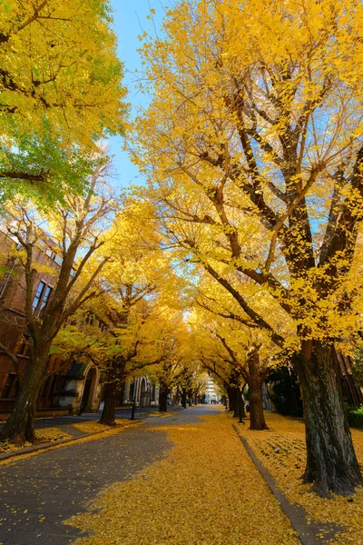 Ginkgobaum Auf Der Straße Herbstzeit Tokio Japan — Stockfoto