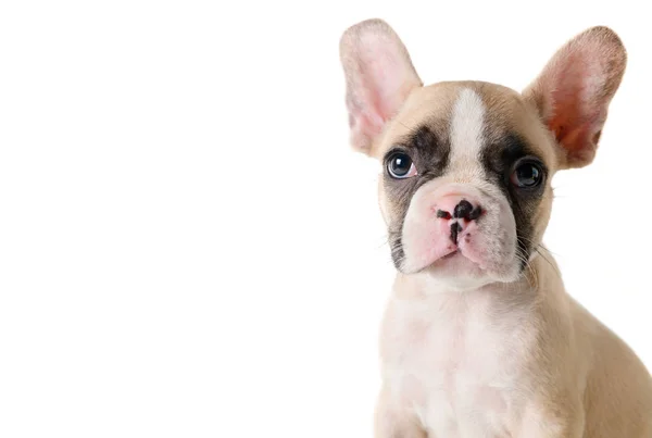 Leuke Franse Bulldog Pup Zoek Geïsoleerd Een Witte Achtergrond Kopie — Stockfoto