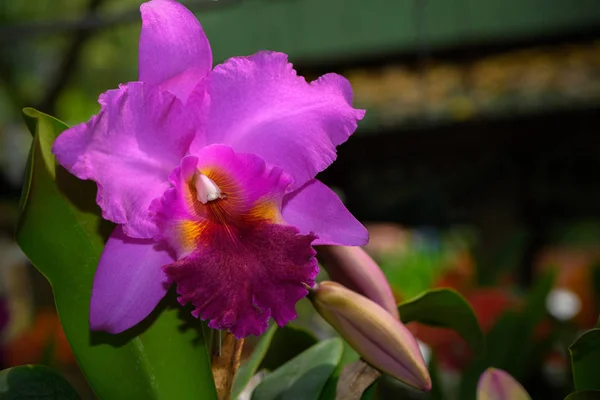 Bellissima Orchidea Fiori Cattleya Ibrida Rosa Giardino Sfondo Naturale — Foto Stock