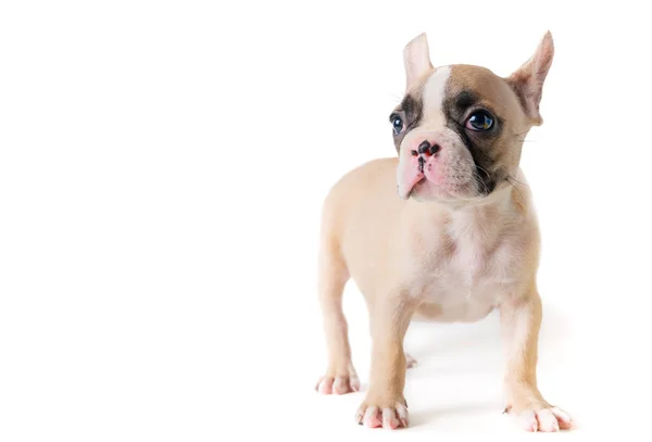 Cute Little Brown French Bulldog Isolated White Background Pet Concept — Stock Photo, Image