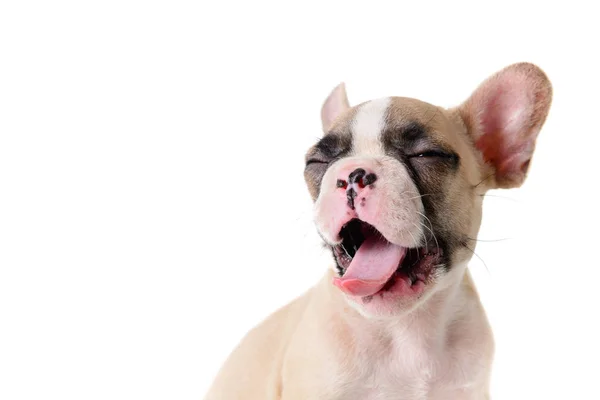 Cute French Bulldog Puppy Yawning Isolated White Background Pet Animal — Stock Photo, Image