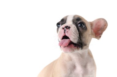 Beyaz arka plan üzerinde evde beslenen hayvan hayvan kavramı izole sevimli Fransız bulldog köpek yavrusu