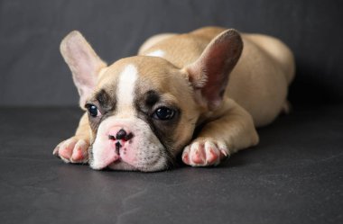 Sevimli Fransız bulldog köpek yavrusu uyku siyah taş zemin, evde beslenen hayvan hayvan kavramı üzerine
