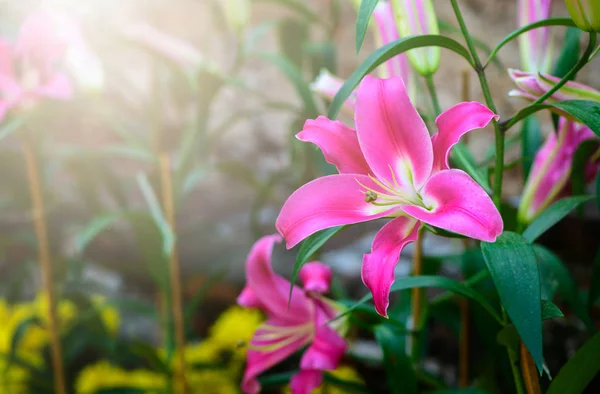Beautiful Pink Lilly Flower Garden Flower Background — Stock Photo, Image