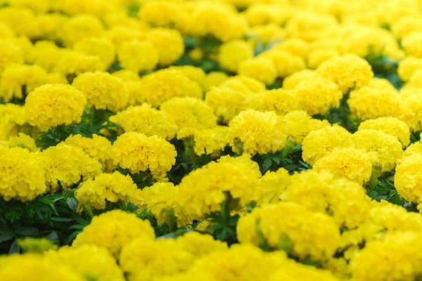 Nahaufnahme Leuchtend Gelbe Ringelblumen Blühen Garten Blumenhintergrund — Stockfoto