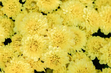 Üstten Görünüm üzerinde sarı Kasımpatı çiçeği 