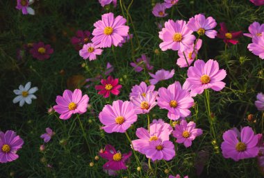 Güzel pembe cosmos Çiçek Bahçe, seçici odak ve çiçek arka planda