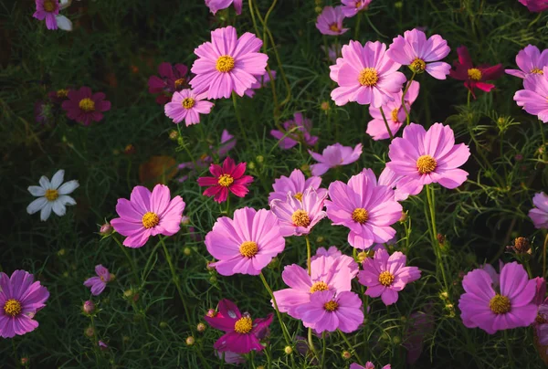 Schöne Rosa Kosmos Blumen Garten Selektiver Fokus Und Blumenhintergrund — Stockfoto