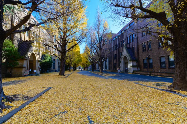 Ginkgo foglie su strada, stagione autunnale in Giappone — Foto Stock