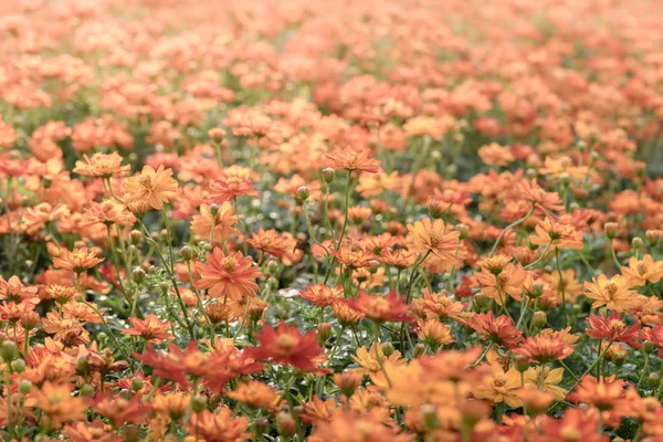 Leuchtend orangefarbene Kosmos-Blumen im Garten — Stockfoto