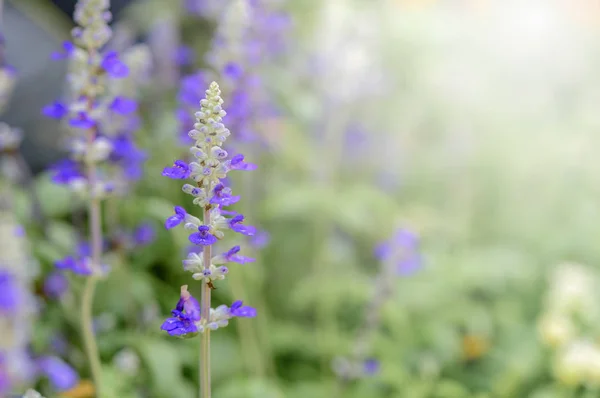 Flor de lavanda en jardín , — Foto de Stock