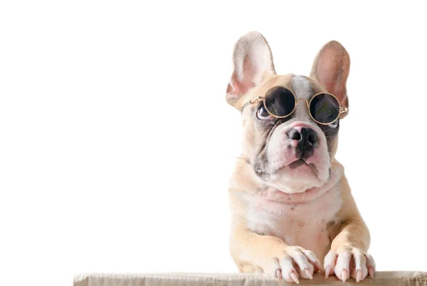 Cute French Bulldog dragen zonnebrillen stand op doos — Stockfoto