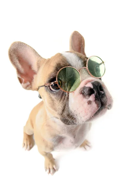 Buldog francuski nosić okulary na białym tle — Zdjęcie stockowe