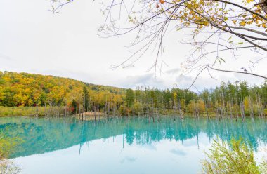 Mavi Göl (Aoiike) Biei, Hokkaido'da sonbahar sezon, 