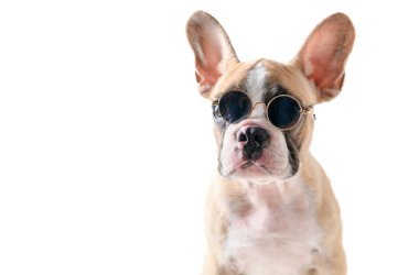 Sevimli Fransız Bulldog aşınma Sunglass izole 