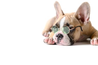 Sevimli Fransız Bulldog giymek güneş gözlüğü ve uyku 