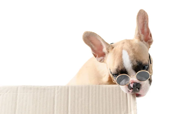 Cute francuski Bulldog nosić okulary przeciwsłoneczne gryźć pudełko na białym tle — Zdjęcie stockowe