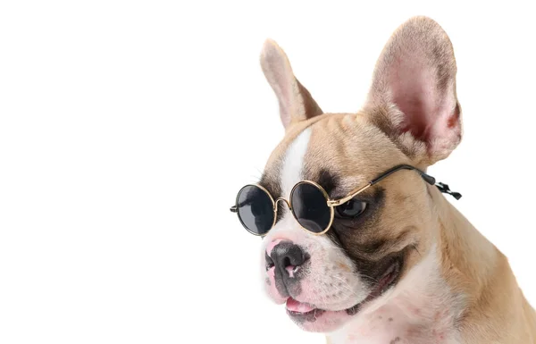 Lindo bulldog francés usar gafas de sol aislado — Foto de Stock