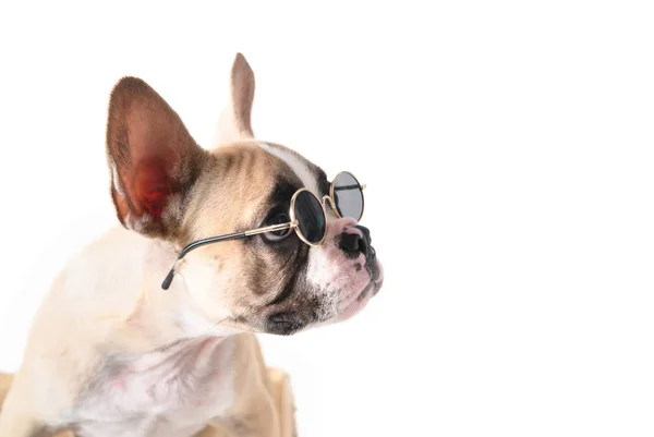 Χαριτωμένο γαλλικό μπουλντόγκ φορούν γυαλιά ηλίου κοιτάζοντας δεξιά πλευρά — Φωτογραφία Αρχείου