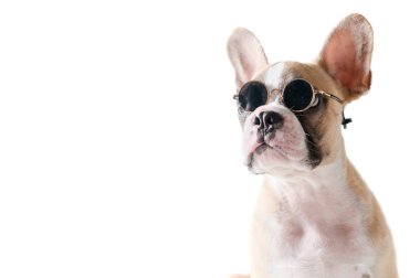 Sevimli Fransız Bulldog aşınma Sunglass izole 