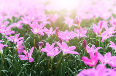 Zephyranthes grandiflora pink flowers or Fairy Lily clipart