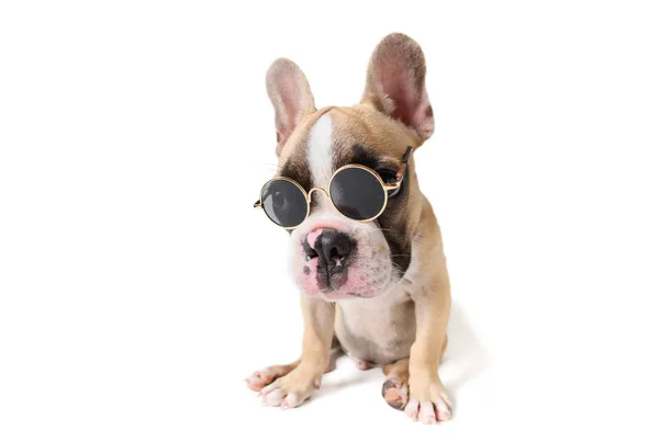 Bonito bulldog francês usar vidro solar isolado — Fotografia de Stock