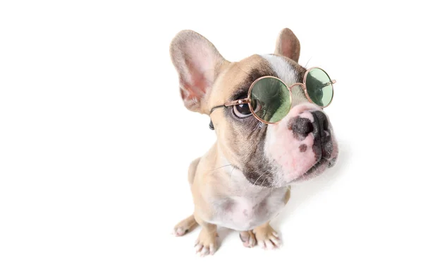 Leuke Franse Bulldog plaatsings geïsoleerd op wit — Stockfoto