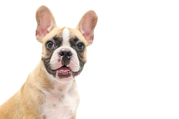 Leuke Franse Bulldog puppy op zoek geïsoleerd — Stockfoto