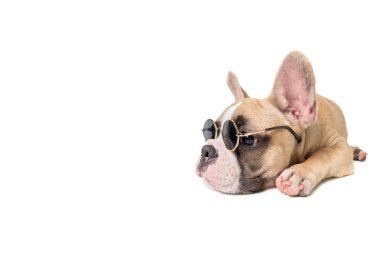 Sevimli fransız bulldog güneş gözlüğü ve uyku giymek 