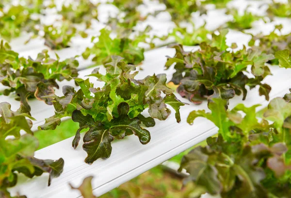 red oak lettuce salad vegetable in hydroponic farm.
