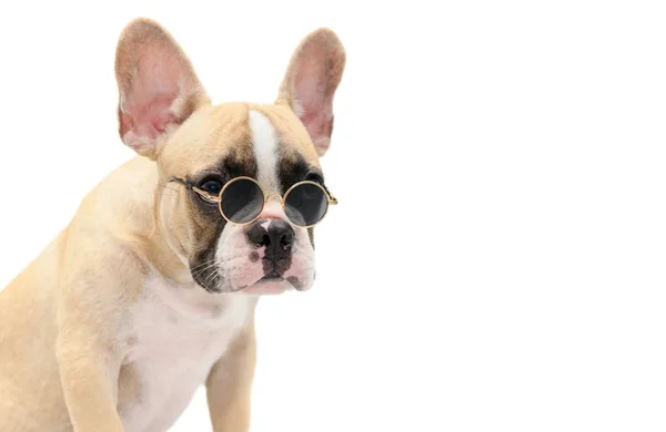 Mignon français bulldog porter des lunettes de soleil isolé — Photo
