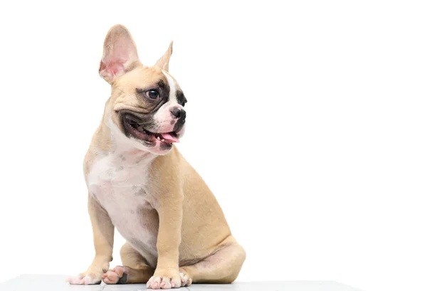 Cute french bulldog sitting on table isolated — Stock Photo, Image