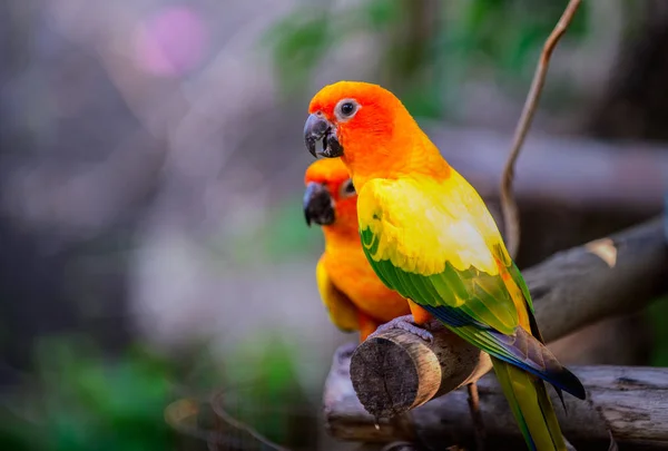 Colorido par tortolitos loros en rama . —  Fotos de Stock