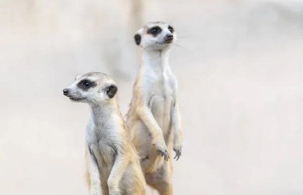 Meerkat Suricata suricatta, az afrikai őshonos állat, — Stock Fotó