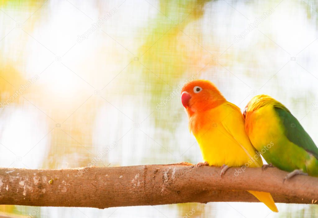 Lovebird parrots sitting together on a tree 