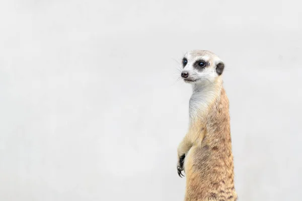 Meerkat Suricata suricatta, Afrika yerlisi hayvan, — Stok fotoğraf