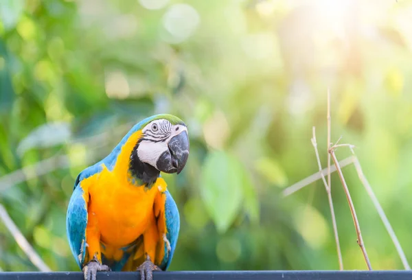 Macaw papegoja på natur bakgrund — Stockfoto