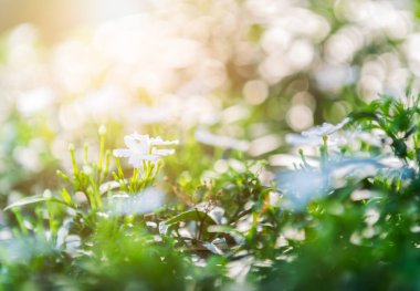 Wrightia antidysenterica çiçeği doğa arka planında 