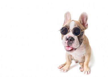 Sevimli Fransız Bulldog aşınma Sunglass izole 