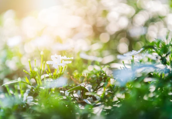 Wrightia antidysenterica çiçeği doğa arka planında 