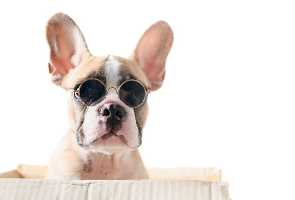 Leuke Franse Bulldog slijtage Sunglass in papieren doos — Stockfoto