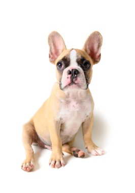 Sevimli fransız bulldog köpek yavrusu izole oturan 