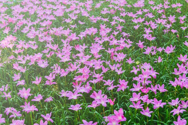 Zephyranthes grandiflora różowe kwiaty lub Fairy Lily — Zdjęcie stockowe