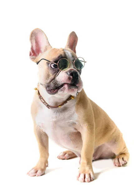 Leuke Franse Bulldog dragen bril en zittend geïsoleerd — Stockfoto