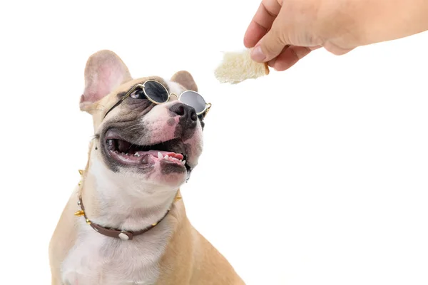 french bulldog wear glasses and see at bread