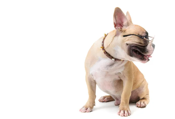 Franse Bulldog dragen bril en gevoel saai — Stockfoto