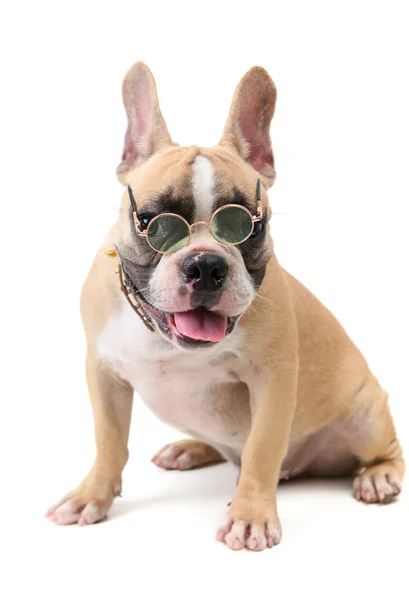 Cute francuski Bulldog nosić okulary i siedząc na białym tle — Zdjęcie stockowe