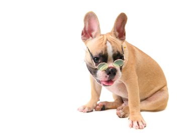 sevimli fransız bulldog gözlük izole giymek